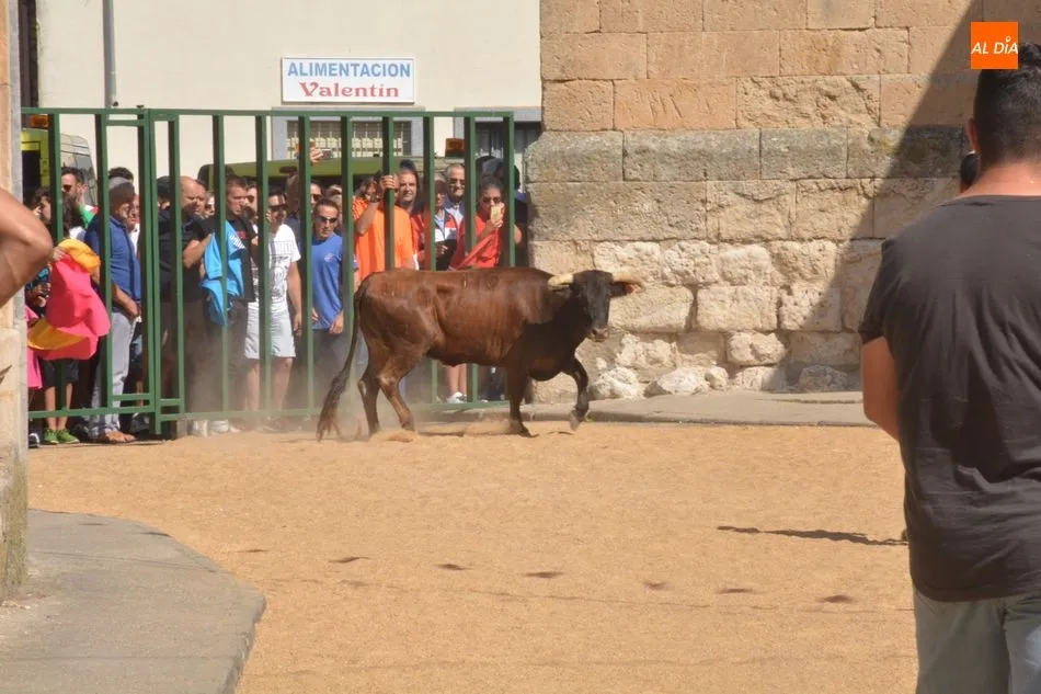 Foto 5 - El encierro urbano pone el broche final a las fiestas de Calzada de Valdunciel  