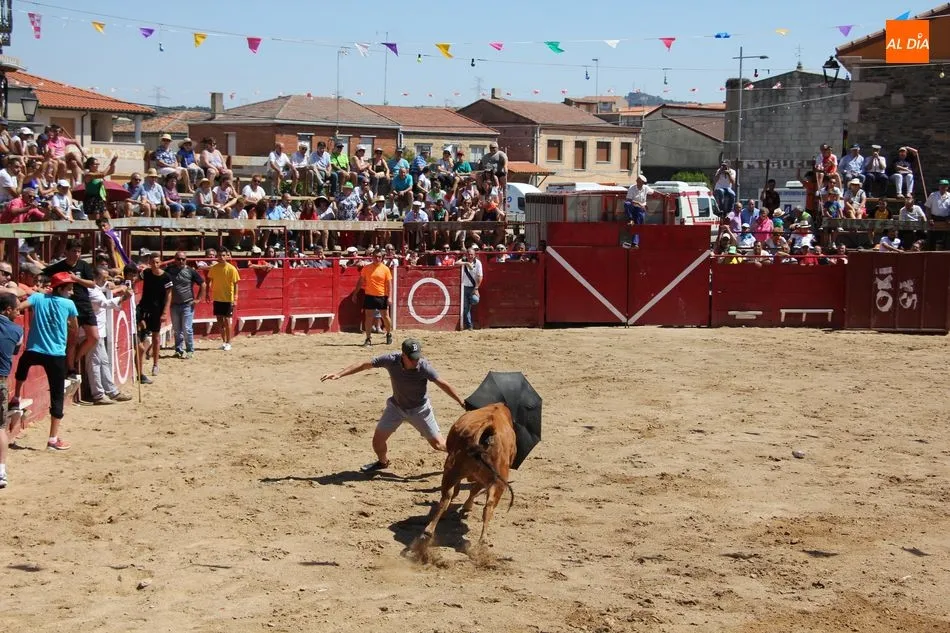 Foto 9 - Bonito y r&aacute;pido&nbsp;el segundo encierro de Vilvestre con novillos de Rollanejo  