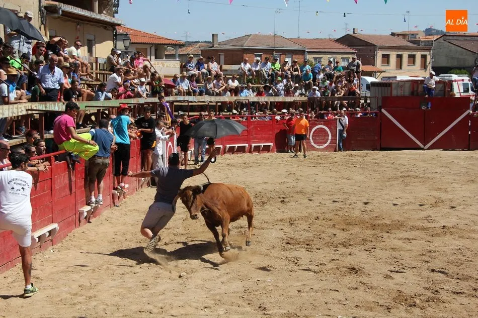 Foto 8 - Bonito y r&aacute;pido&nbsp;el segundo encierro de Vilvestre con novillos de Rollanejo  