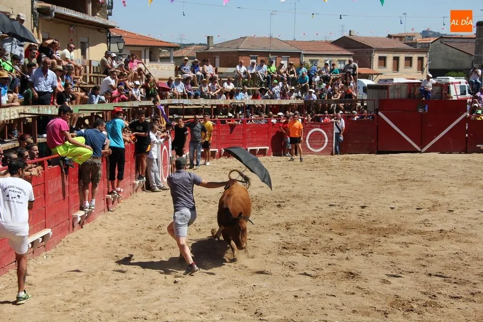Foto 7 - Bonito y r&aacute;pido&nbsp;el segundo encierro de Vilvestre con novillos de Rollanejo  