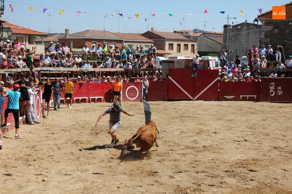 Foto 6 - Bonito y r&aacute;pido&nbsp;el segundo encierro de Vilvestre con novillos de Rollanejo  