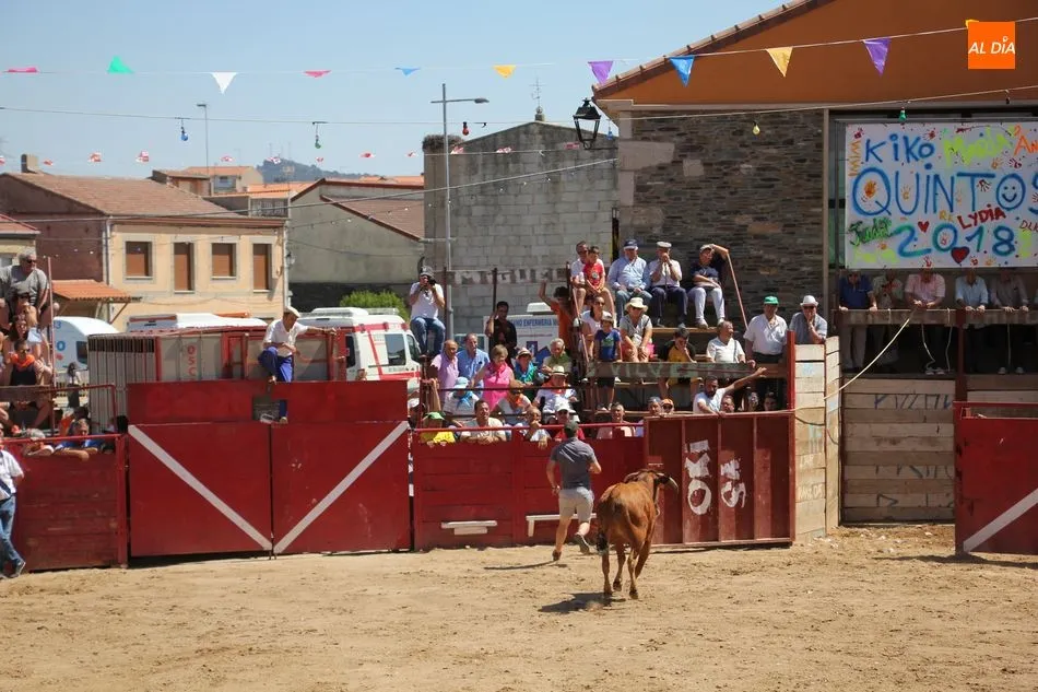 Foto 5 - Bonito y r&aacute;pido&nbsp;el segundo encierro de Vilvestre con novillos de Rollanejo  