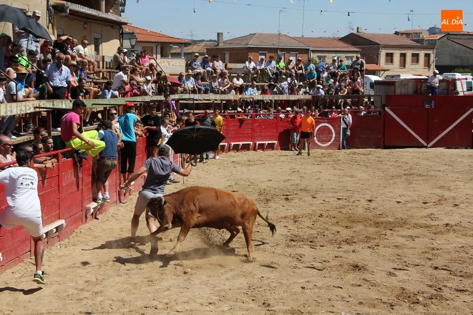 Foto 4 - Bonito y r&aacute;pido&nbsp;el segundo encierro de Vilvestre con novillos de Rollanejo  