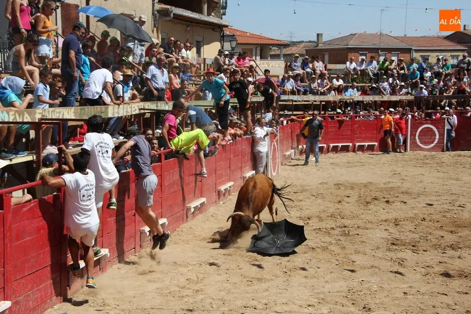 Foto 3 - Bonito y r&aacute;pido&nbsp;el segundo encierro de Vilvestre con novillos de Rollanejo  