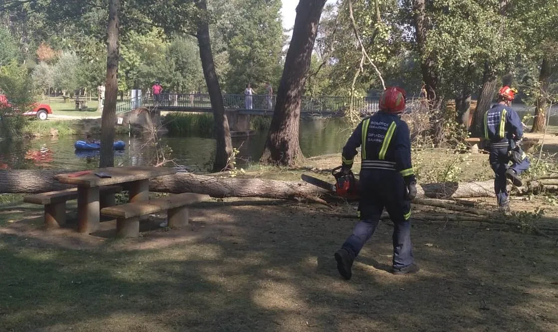 Foto 6 - Se viene abajo un &aacute;rbol en la isla de El Pic&oacute;n sin causar heridos  