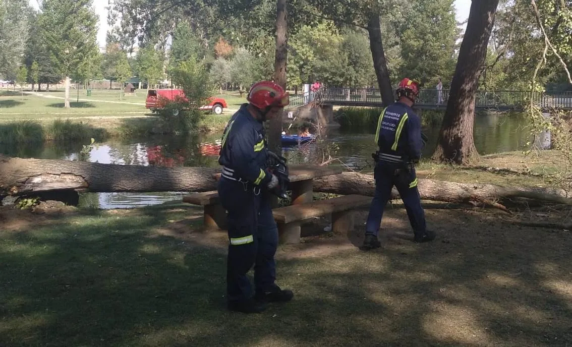 Foto 5 - Se viene abajo un &aacute;rbol en la isla de El Pic&oacute;n sin causar heridos  