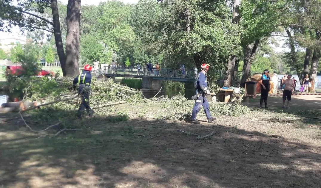 Foto 3 - Se viene abajo un &aacute;rbol en la isla de El Pic&oacute;n sin causar heridos  