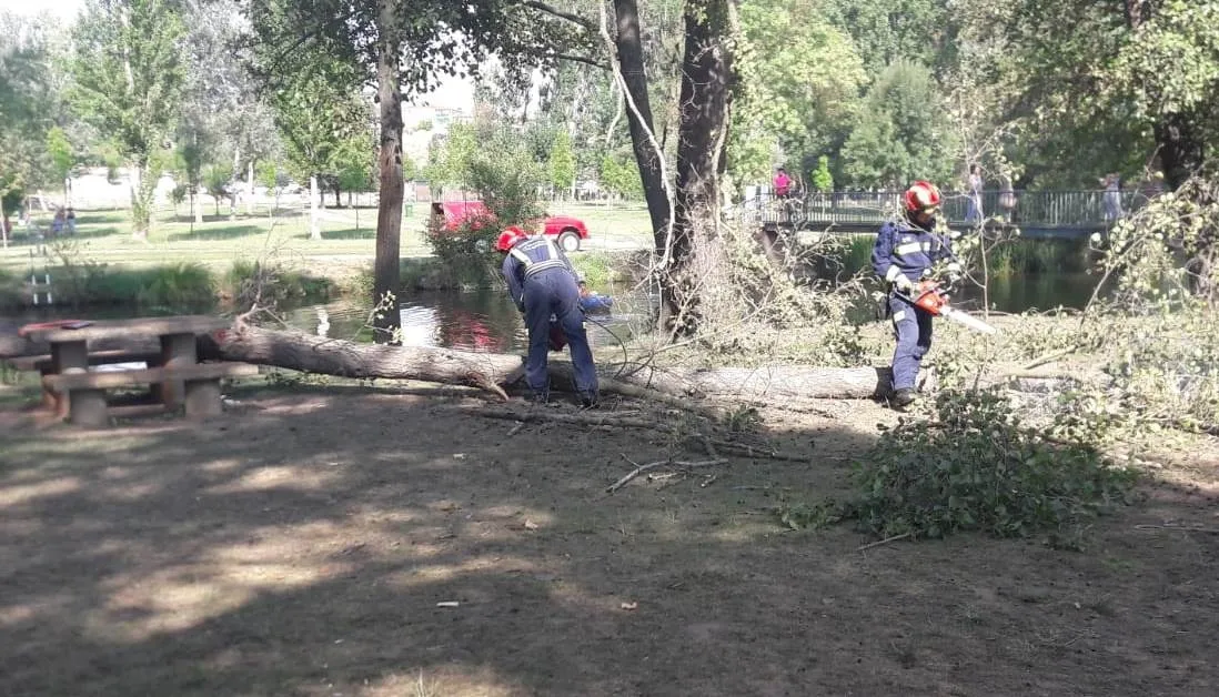 Foto 4 - Se viene abajo un &aacute;rbol en la isla de El Pic&oacute;n sin causar heridos  