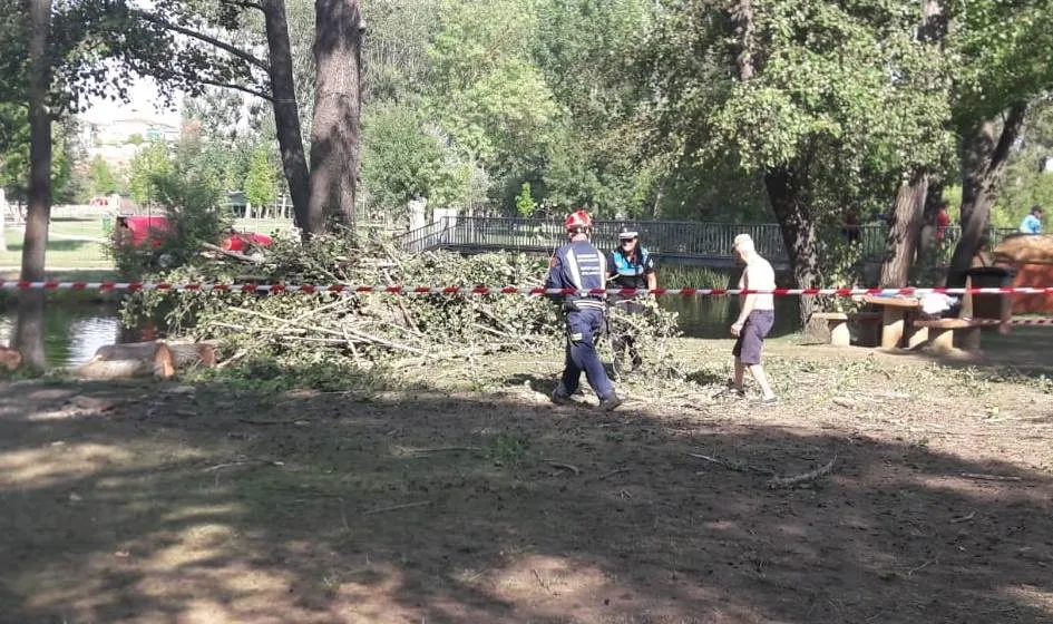 Foto 2 - Se viene abajo un &aacute;rbol en la isla de El Pic&oacute;n sin causar heridos  