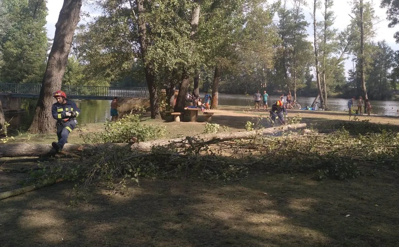 Foto 7 - Se viene abajo un &aacute;rbol en la isla de El Pic&oacute;n sin causar heridos  