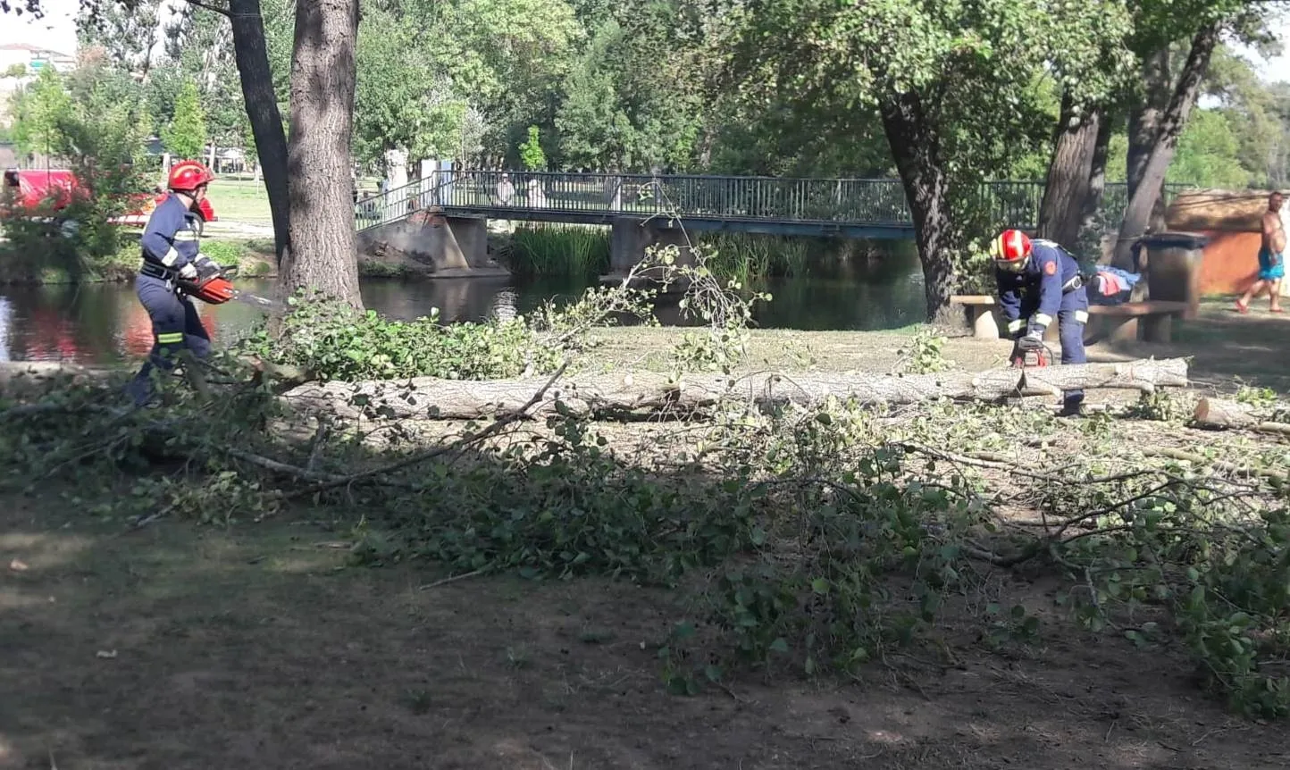 Se viene abajo un árbol en la isla de El Picón sin causar heridos  