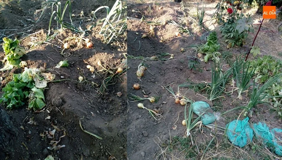 Destrozos causados por jabalíes en una finca de Los Rodeos / FOTOS: MANUEL ÁLVAREZ-MONTESERÍN
