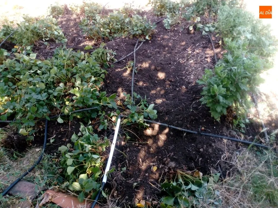 Foto 11 - Los jabal&iacute;es causan destrozos en una finca de Los Rodeos de El Casta&ntilde;ar  