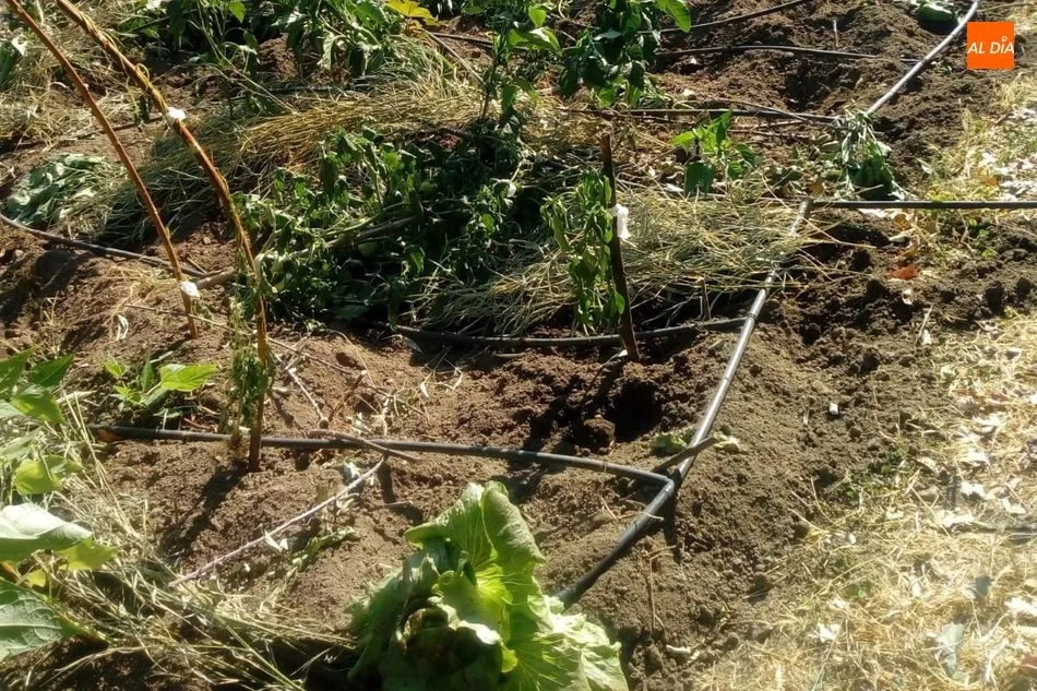 Foto 10 - Los jabal&iacute;es causan destrozos en una finca de Los Rodeos de El Casta&ntilde;ar  