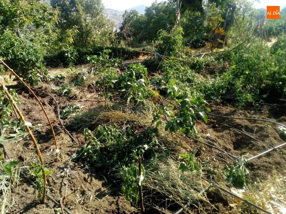 Foto 9 - Los jabal&iacute;es causan destrozos en una finca de Los Rodeos de El Casta&ntilde;ar  