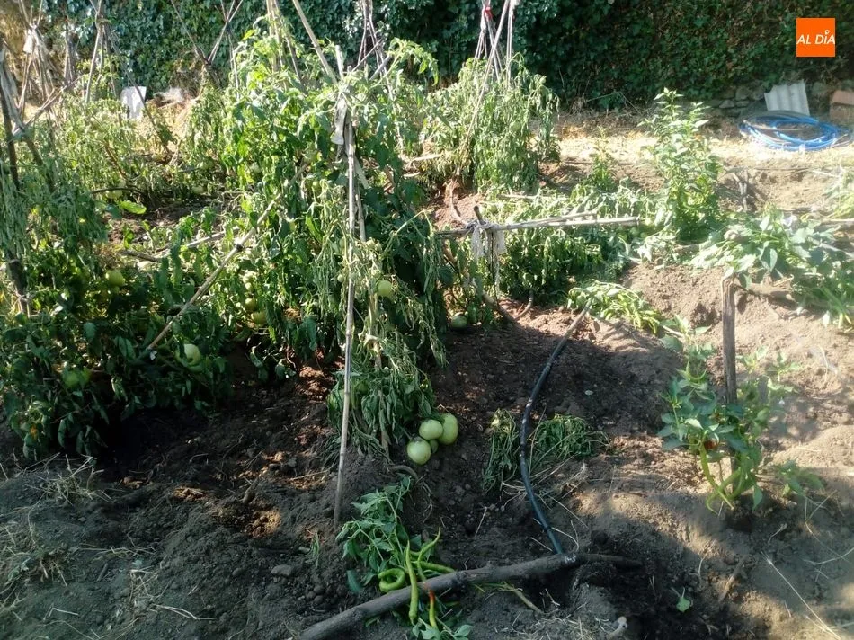 Foto 8 - Los jabal&iacute;es causan destrozos en una finca de Los Rodeos de El Casta&ntilde;ar  