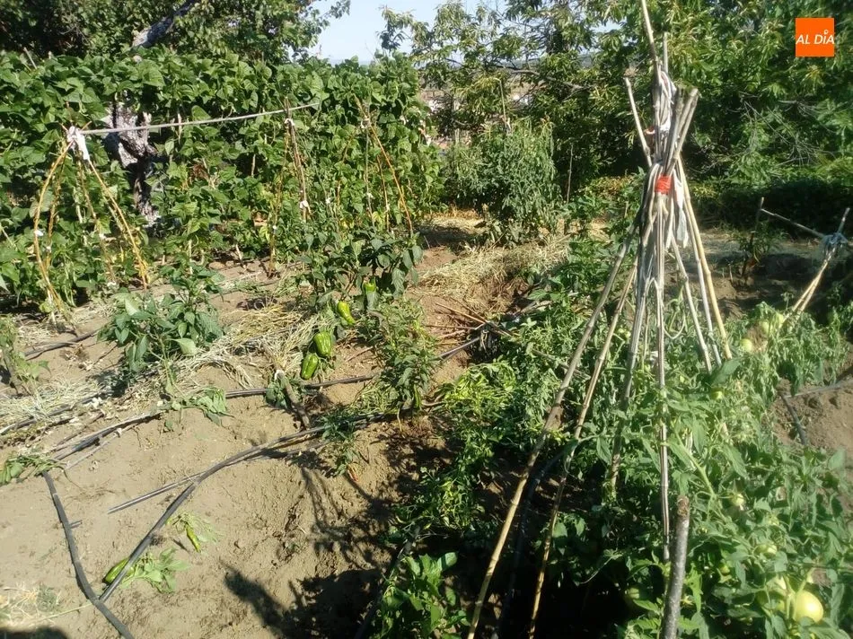 Foto 7 - Los jabal&iacute;es causan destrozos en una finca de Los Rodeos de El Casta&ntilde;ar  