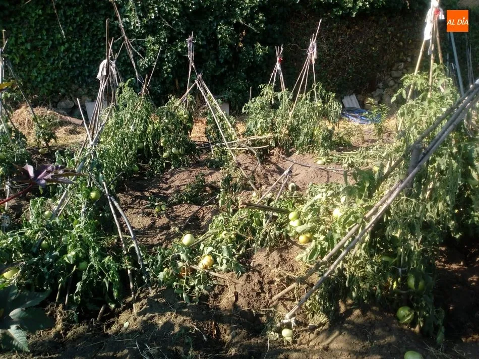 Foto 6 - Los jabal&iacute;es causan destrozos en una finca de Los Rodeos de El Casta&ntilde;ar  