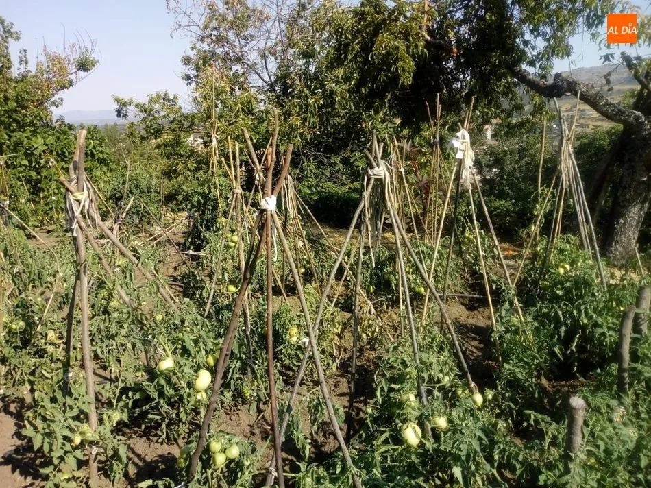 Foto 5 - Los jabal&iacute;es causan destrozos en una finca de Los Rodeos de El Casta&ntilde;ar  