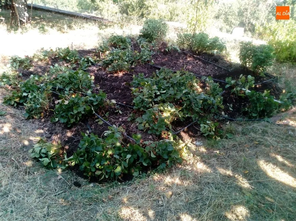 Foto 4 - Los jabal&iacute;es causan destrozos en una finca de Los Rodeos de El Casta&ntilde;ar  