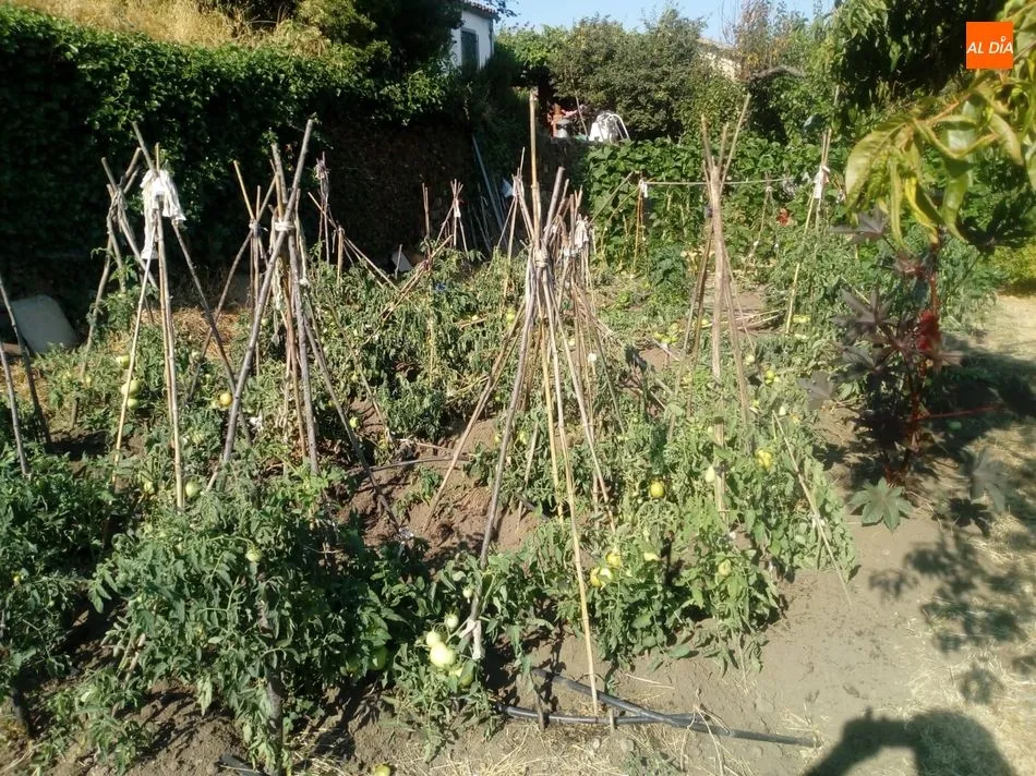 Foto 3 - Los jabal&iacute;es causan destrozos en una finca de Los Rodeos de El Casta&ntilde;ar  