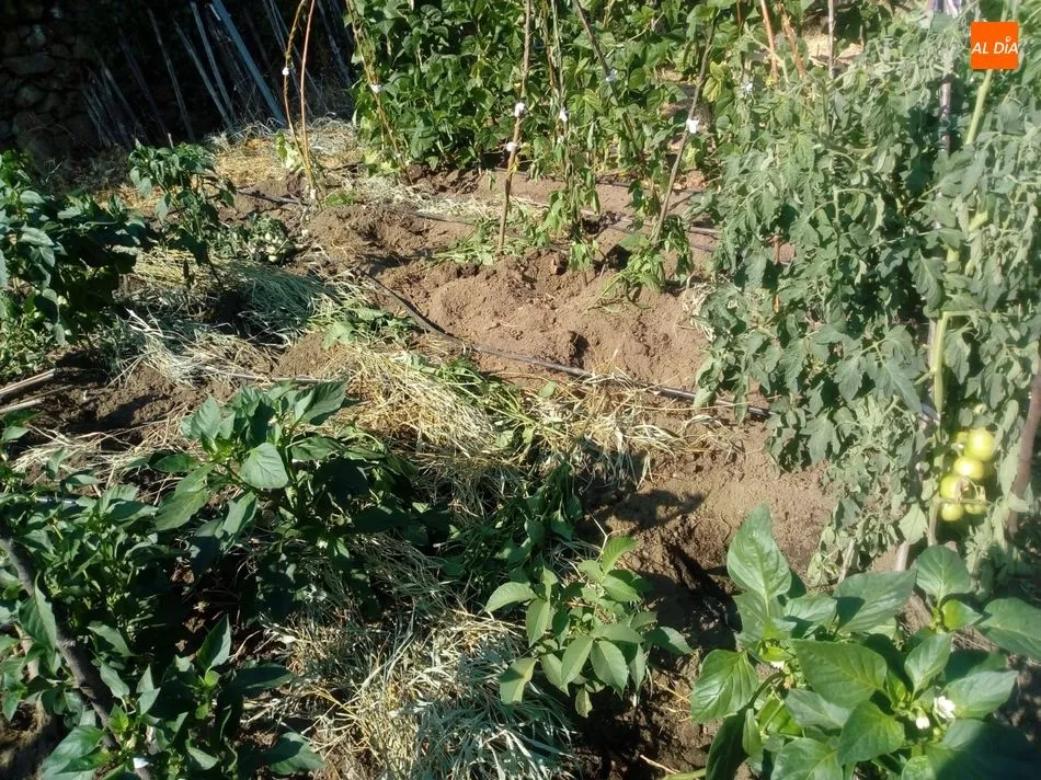 Foto 2 - Los jabal&iacute;es causan destrozos en una finca de Los Rodeos de El Casta&ntilde;ar  