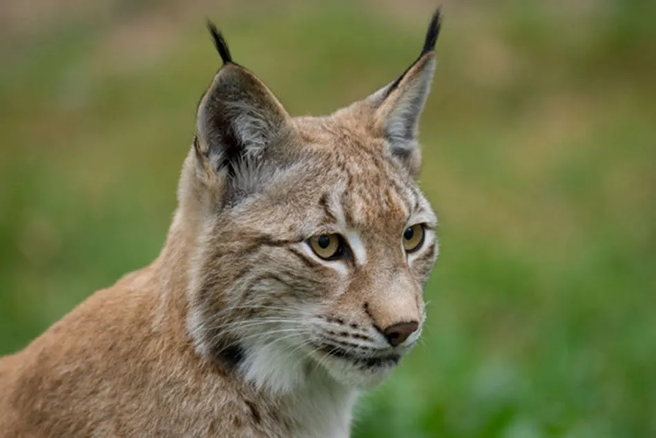 Lince europeo. Foto: Ralph Frank/WWF