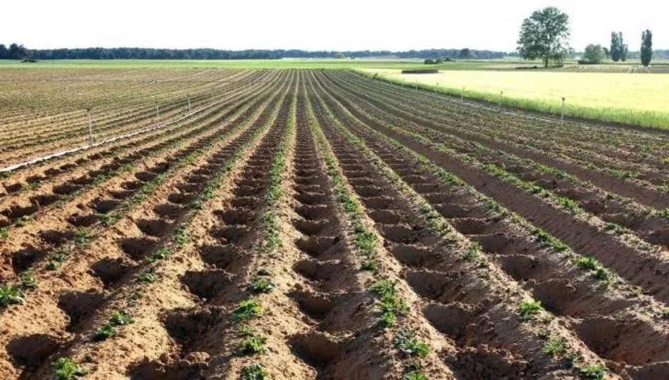 El porcentaje de ayuda a inversiones en explotaciones se duplicará para aquellas explotaciones que estén en la red de mejoras de eficiencia y competitividad