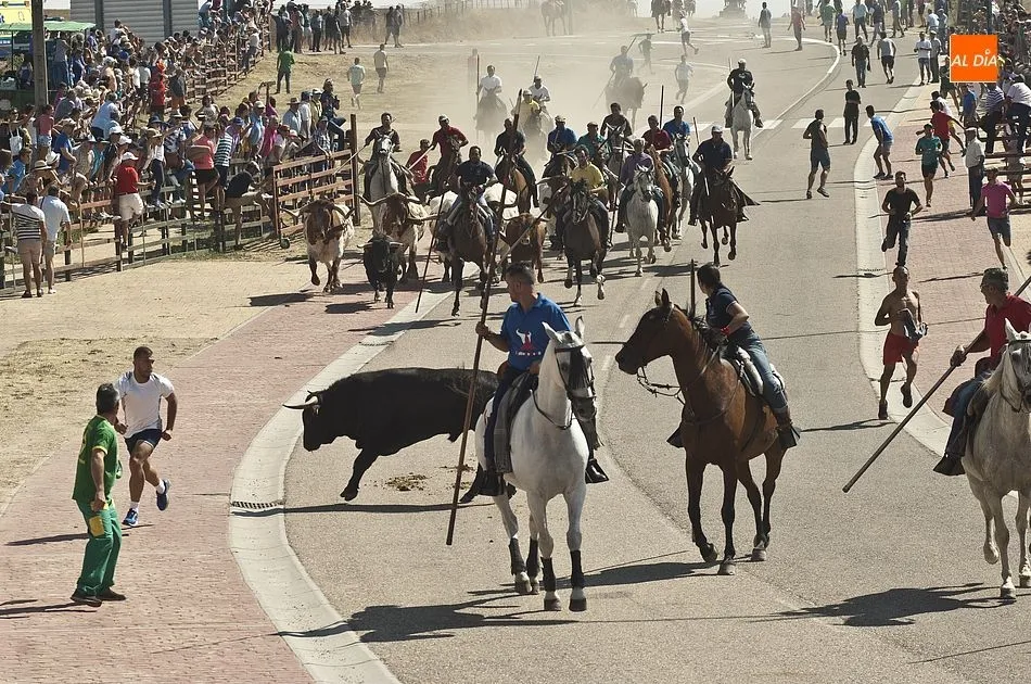 El encierro entrando en la localidad | Fotos Adrián Martín