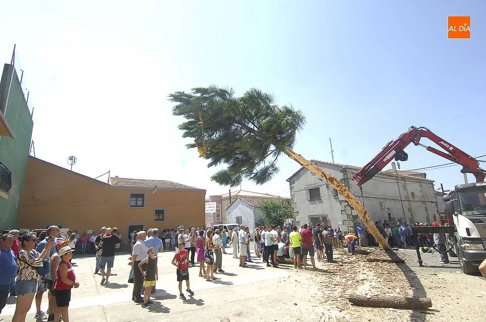 Foto 10 - Los quintos de Villasrubias izan un pino de 21 metros de altura  