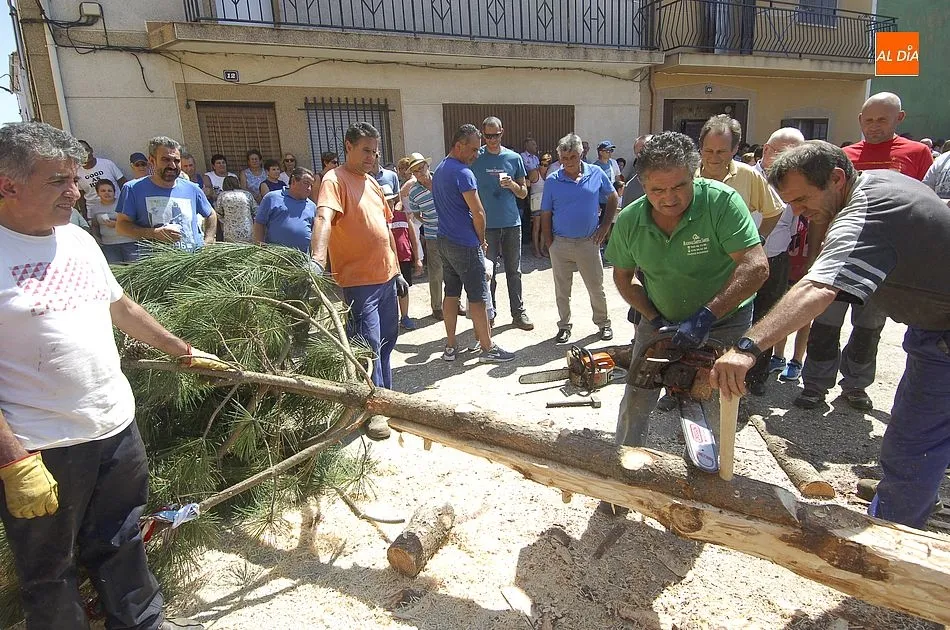 Foto 11 - Los quintos de Villasrubias izan un pino de 21 metros de altura  