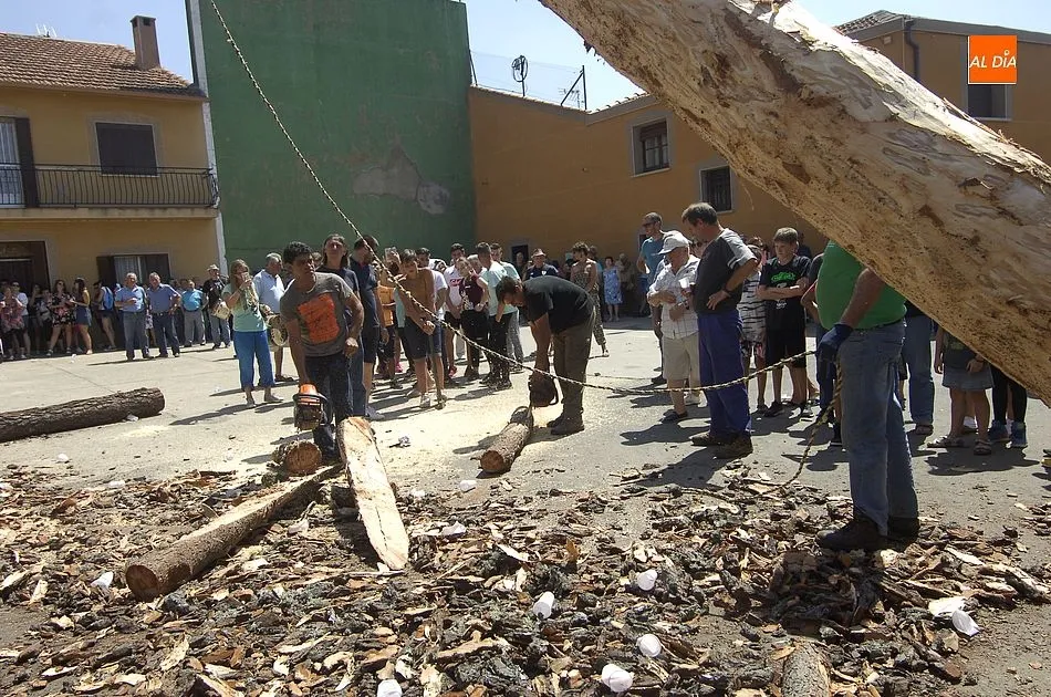 Foto 5 - Los quintos de Villasrubias izan un pino de 21 metros de altura  