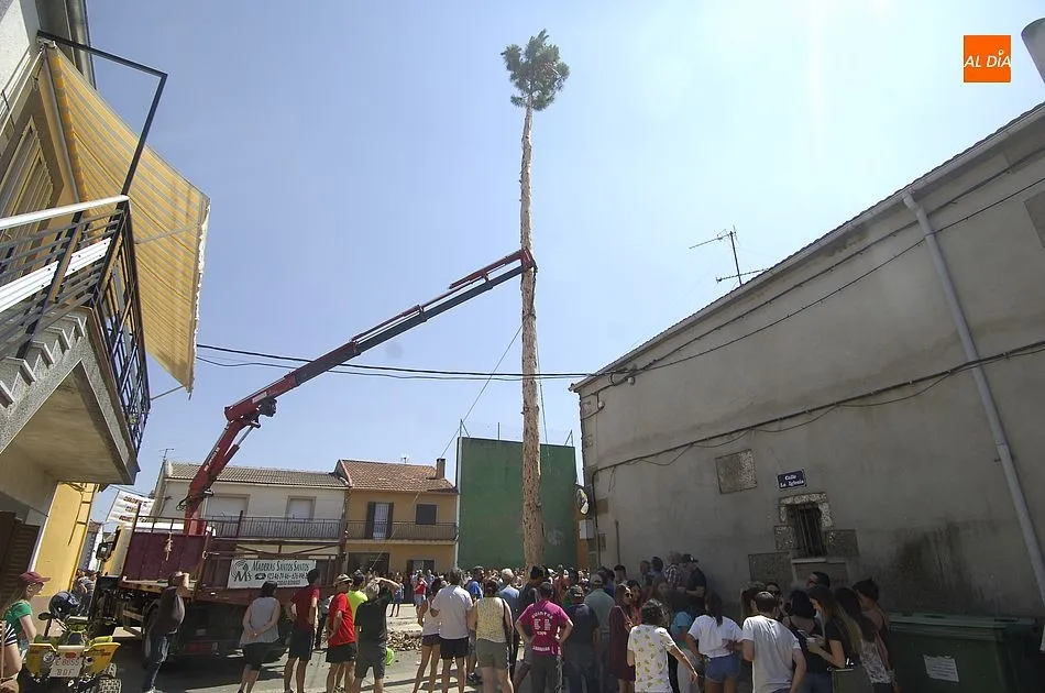 Foto 2 - Los quintos de Villasrubias izan un pino de 21 metros de altura  