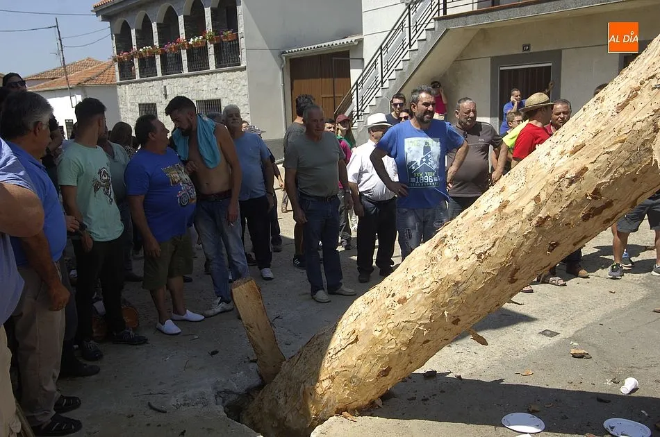 Foto 6 - Los quintos de Villasrubias izan un pino de 21 metros de altura  