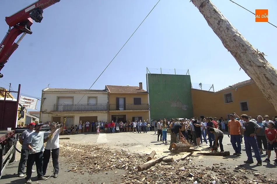 Foto 4 - Los quintos de Villasrubias izan un pino de 21 metros de altura  