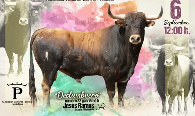 La ACTP presenta a Deslumbrero, su tercer Toro del Cajón