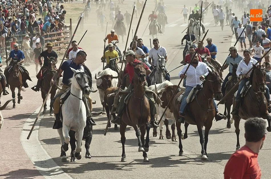 Foto 10 - R&aacute;pido segundo encierro en Fuenteguinaldo con una cornada a un caballo como principal incidencia  