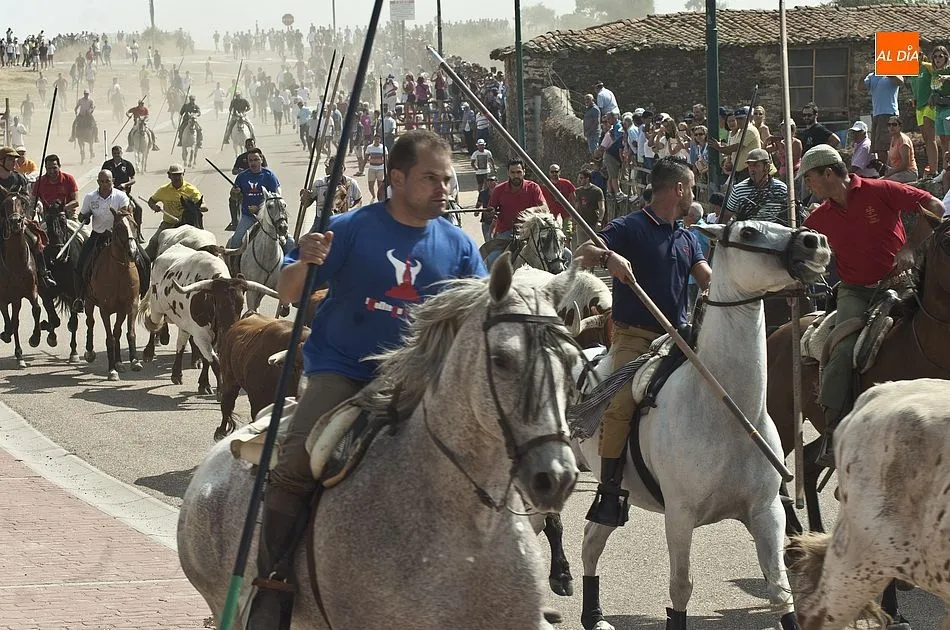 Foto 7 - R&aacute;pido segundo encierro en Fuenteguinaldo con una cornada a un caballo como principal incidencia  