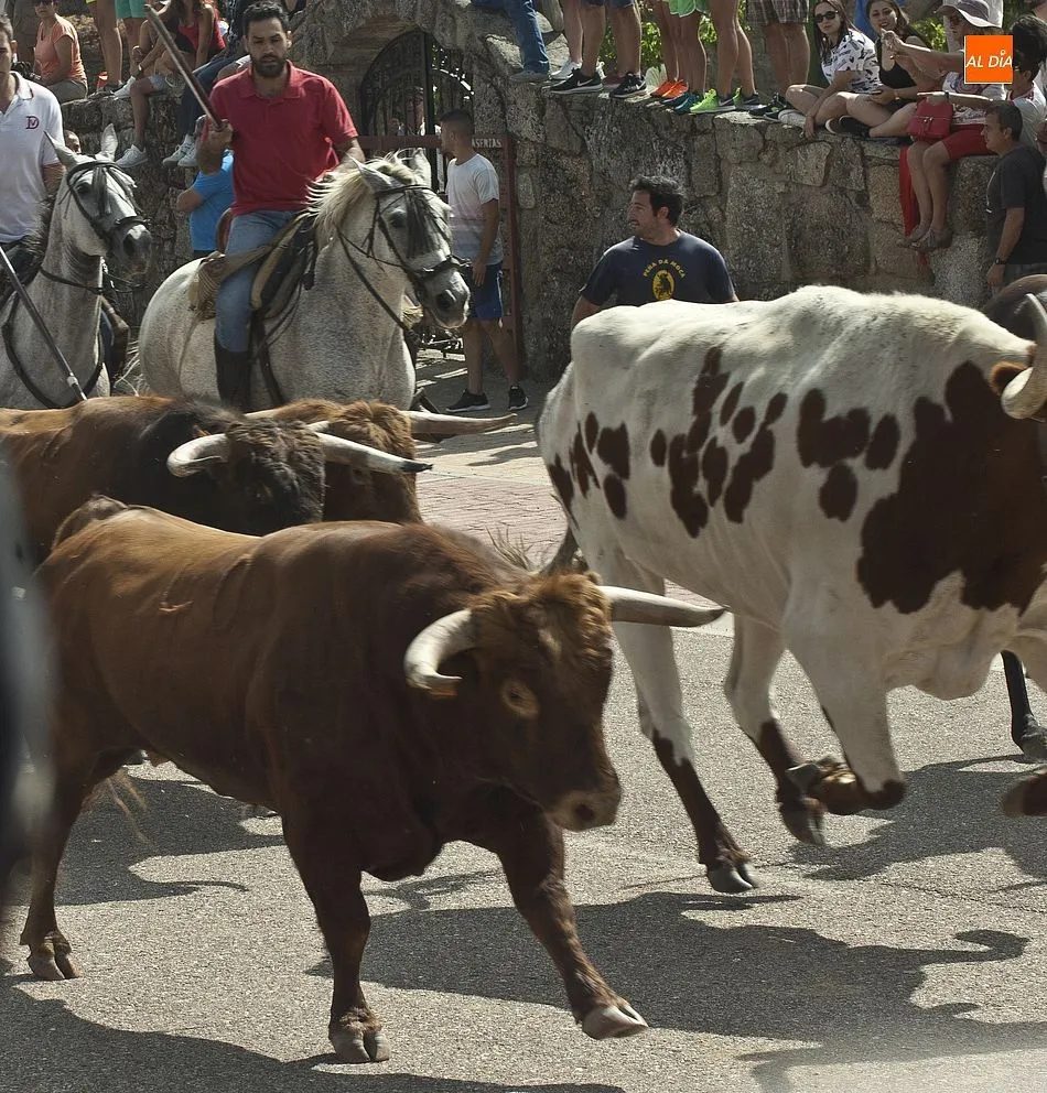 Foto 5 - R&aacute;pido segundo encierro en Fuenteguinaldo con una cornada a un caballo como principal incidencia  