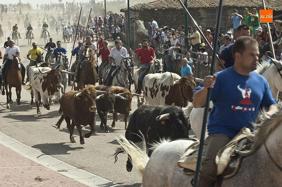 Foto 6 - R&aacute;pido segundo encierro en Fuenteguinaldo con una cornada a un caballo como principal incidencia  