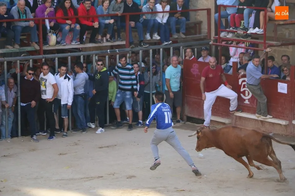 Foto 11 - Los novillos de Valdeflores ponen toda la emoci&oacute;n al segundo encierro de Aldead&aacute;vila