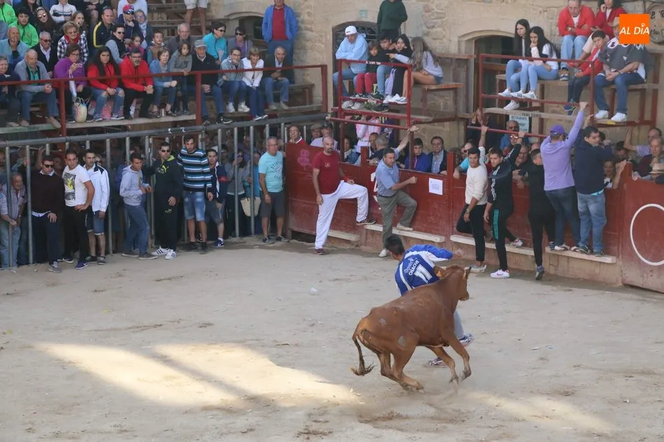 Foto 10 - Los novillos de Valdeflores ponen toda la emoci&oacute;n al segundo encierro de Aldead&aacute;vila