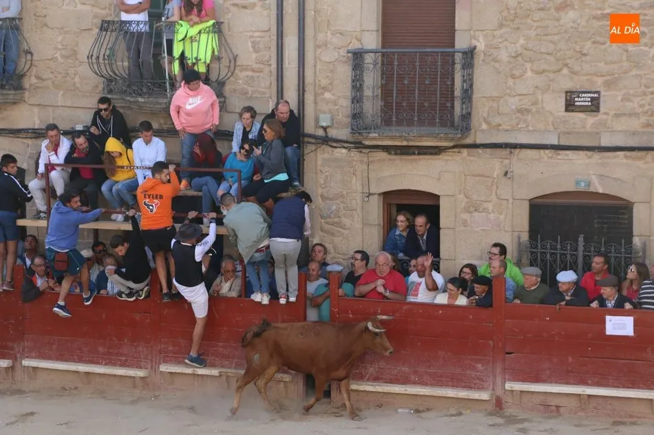 Foto 8 - Los novillos de Valdeflores ponen toda la emoci&oacute;n al segundo encierro de Aldead&aacute;vila