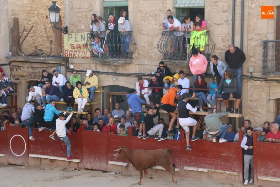 Foto 7 - Los novillos de Valdeflores ponen toda la emoci&oacute;n al segundo encierro de Aldead&aacute;vila