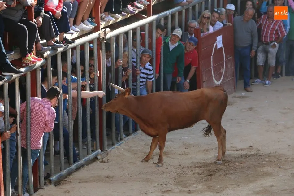 Foto 4 - Los novillos de Valdeflores ponen toda la emoci&oacute;n al segundo encierro de Aldead&aacute;vila