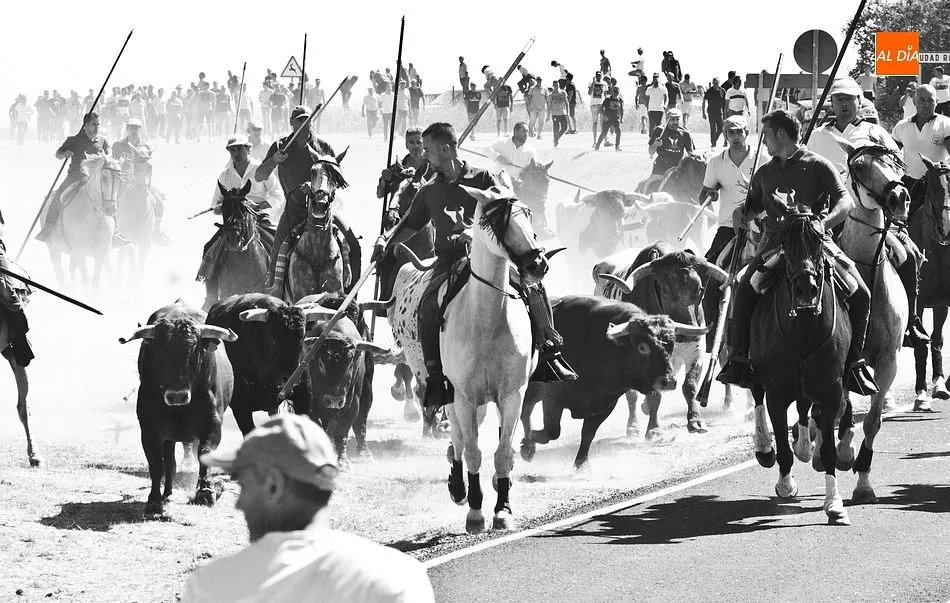 La manada llegó envuelta por los caballistas | Fotos Adrián Martín
