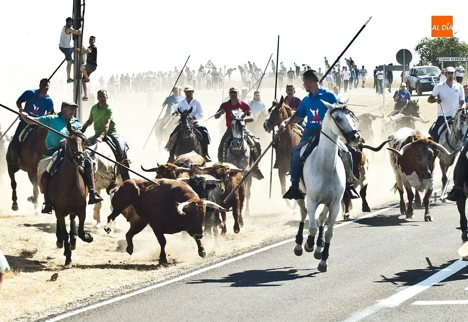 Foto 11 - Los caballistas arropan a la perfecci&oacute;n a la manada en el tercer encierro de Fuenteguinaldo  