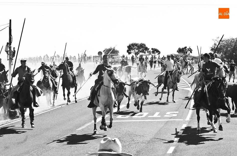 Foto 9 - Los caballistas arropan a la perfecci&oacute;n a la manada en el tercer encierro de Fuenteguinaldo  