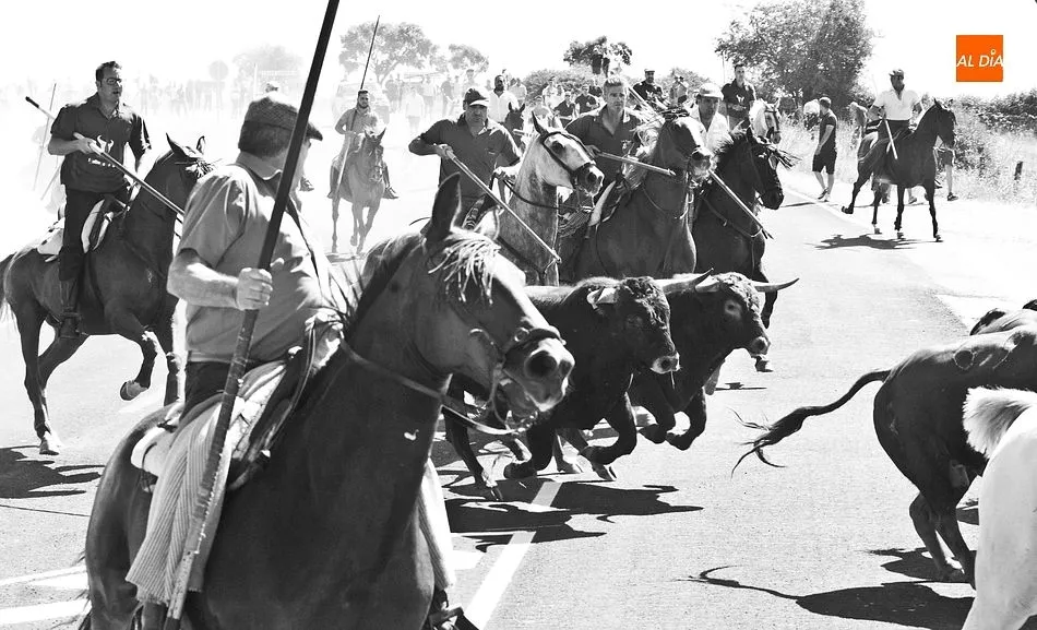Foto 5 - Los caballistas arropan a la perfecci&oacute;n a la manada en el tercer encierro de Fuenteguinaldo  