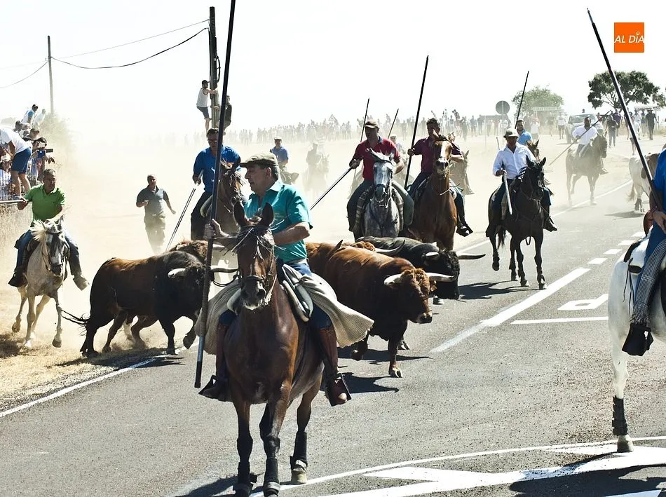 Foto 7 - Los caballistas arropan a la perfecci&oacute;n a la manada en el tercer encierro de Fuenteguinaldo  